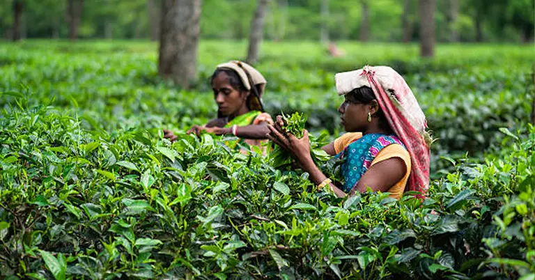 বিশ্ব চা দিবস
